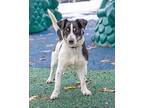 Ziggy, Jack Russell Terrier For Adoption In Kelowna, British Columbia