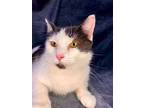 Rose (momma Cat 3), Domestic Longhair For Adoption In Wintersville, Ohio
