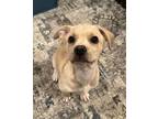 Cheez - Super Sweet Pup, Dachshund For Adoption In Seattle, Washington