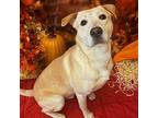 Boss, Terrier (unknown Type, Small) For Adoption In Wintersville, Ohio