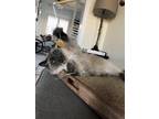 Adopt Smokey a Tan or Fawn (Mostly) Domestic Mediumhair (medium coat) cat in