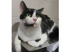 Madre Teresa, Domestic Shorthair For Adoption In Raleigh, North Carolina