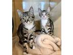 Lilly, Domestic Shorthair For Adoption In Arlington, Washington