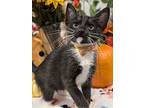 Turkey, Domestic Shorthair For Adoption In Fremont, California