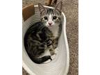 Laura, Domestic Shorthair For Adoption In Arlington, Washington