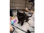 Avalon, Domestic Shorthair For Adoption In Fremont, California