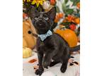 Gravy, Domestic Shorthair For Adoption In Fremont, California