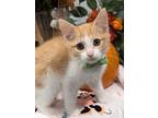 Biscuit, Domestic Shorthair For Adoption In Fremont, California