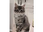 Camry, Domestic Longhair For Adoption In Fremont, California
