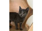Cricket, Russian Blue For Adoption In Fremont, California