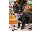 Pudding, Domestic Shorthair For Adoption In Fremont, California