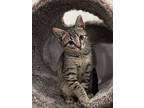 Prius, Domestic Shorthair For Adoption In Fremont, California