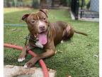 Mutt Damon, American Staffordshire Terrier For Adoption In Raleigh