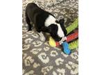 Rory, Boston Terrier For Adoption In Zellwood, Florida