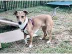 Happy In Texarkana Tx, Dachshund For Adoption In Texarkana, Texas
