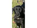 Clover, Labrador Retriever For Adoption In Memphis, Tennessee