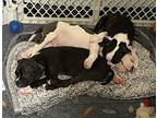 Logan, Boston Terrier For Adoption In Zellwood, Florida