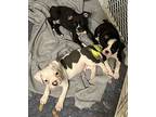Dean, Boston Terrier For Adoption In Zellwood, Florida