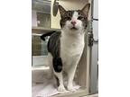 Batman, Domestic Shorthair For Adoption In Lincoln, Nebraska