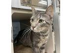 Whiskers, Domestic Shorthair For Adoption In Lincoln, Nebraska