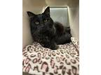 Joey The Bachelor, Domestic Longhair For Adoption In Lincoln, Nebraska