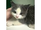 Fig, Domestic Shorthair For Adoption In Howell, Michigan