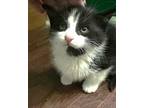 Cappy, Domestic Shorthair For Adoption In Howell, Michigan