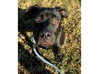 Porky, Labrador Retriever For Adoption In Lincoln, Nebraska