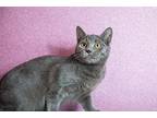 Wingding, Domestic Shorthair For Adoption In Wheaton, Illinois