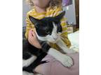 Scrimpy, Domestic Shorthair For Adoption In Wheaton, Illinois