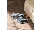 Oreo, Domestic Longhair For Adoption In Mead, Washington