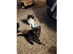 Chocolate Chip, Domestic Shorthair For Adoption In Mead, Washington