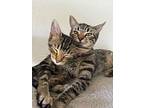Love, Peace, Happy, And Hunk!, Domestic Shorthair For Adoption In Walnut Creek