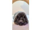 Grayson, Lop, Holland For Adoption In Lakeville, Minnesota