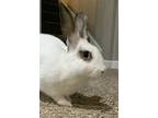 Rusty, Mini Rex For Adoption In Lakeville, Minnesota