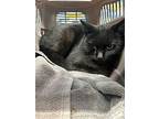 Crow, Domestic Mediumhair For Adoption In Salt Lake City, Utah