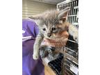 Clarissa, Domestic Shorthair For Adoption In Linton, Indiana