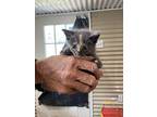 Georgina, Domestic Shorthair For Adoption In Linton, Indiana