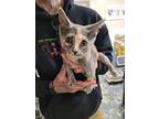 Rebekah, Domestic Shorthair For Adoption In Linton, Indiana