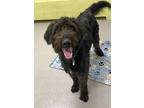 Rocky, Border Terrier For Adoption In Alexandria, Virginia