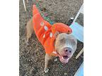 Seven, Border Terrier For Adoption In Alexandria, Virginia