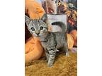 Helen, Domestic Shorthair For Adoption In Warner Robins, Georgia