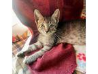 Hendrix*, Domestic Shorthair For Adoption In Pomona, California