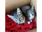 Jax*, Domestic Mediumhair For Adoption In Pomona, California