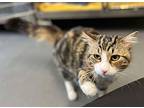 Potter, Domestic Mediumhair For Adoption In Keswick, Ontario