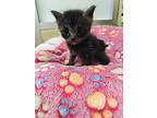 Velvet, Domestic Shorthair For Adoption In Parlier, California