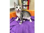 Sweet Pea, Domestic Shorthair For Adoption In Parlier, California