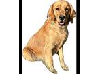 Daisy Mae, Golden Retriever For Adoption In Winchester, Kentucky