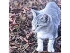 Gadget, Domestic Shorthair For Adoption In Rutherfordton, North Carolina