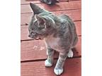 Boots, Domestic Shorthair For Adoption In Rutherfordton, North Carolina
